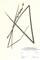 藏品(百合科)的圖片